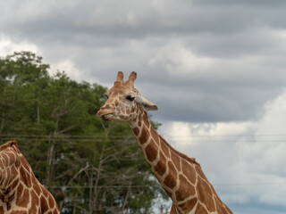 giraffe head and long neck