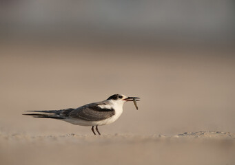 Juvenile White-cheeked Tern with a fish catch at Tubli, Bahrain