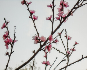 pink flower blossoms