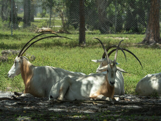 three horned oryxes antelopes basks in the sun over grass on a sunny day