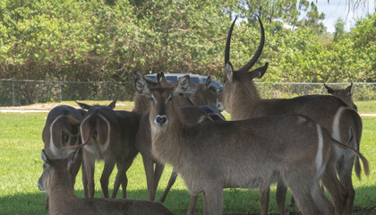 Waterbuck looks straight to the camera