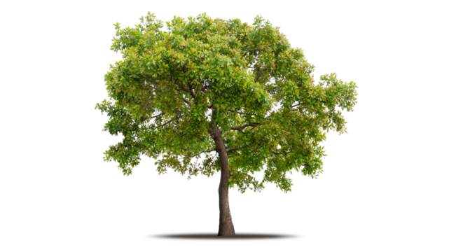 Tree png isolated transparent on white background, Tropical Big Green Tree cut out in high quality, Realistic with shadow environment, Nature element single object image for raw material editing work