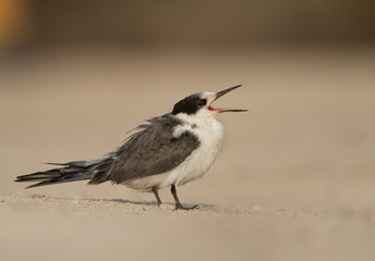 A juvenile White-cheeked tern calling for food, Bahrain