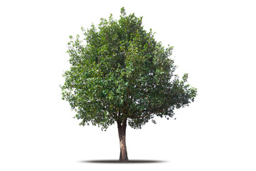 Tree png isolated transparent on white background, Tropical Big Green Tree cut out in high quality,...