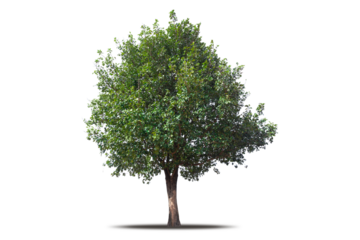 Tree png isolated transparent on white background, Tropical Big Green Tree cut out in high quality, Realistic with shadow environment, Nature element single object image for raw material editing work