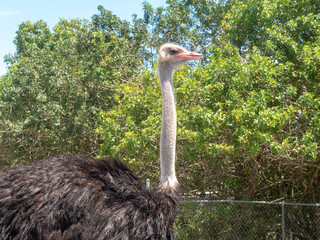 Looking sideways Ostrich with long neck stands in the sun