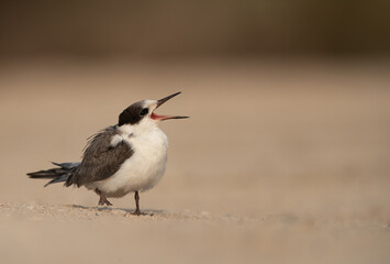 A juvenile White-cheeked tern calling for food, Bahrain