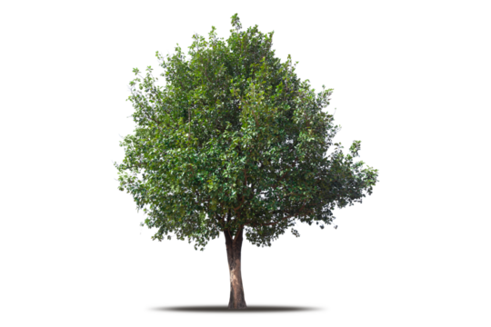 Tree png isolated transparent on white background, Tropical Big Green Tree cut out in high quality, Realistic with shadow environment, Nature element single object image for raw material editing work