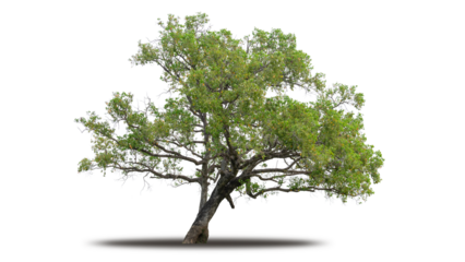 Tree png isolated transparent on white background, Tropical Big Green Tree cut out in high quality, Realistic with shadow environment, Nature element single object image for raw material editing work