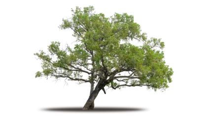 Fototapeten Tree png isolated transparent on white background, Tropical Big Green Tree cut out in high quality, Realistic with shadow environment, Nature element single object image for raw material editing work © enanuchit