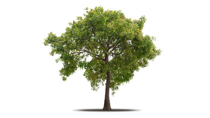 Tree png isolated transparent on white background, Tropical Big Green Tree cut out in high quality, Realistic with shadow environment, Nature element single object image for raw material editing work
