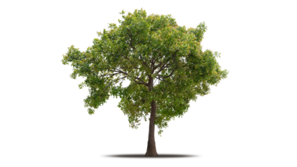 Tree png isolated transparent on white background, Tropical Big Green Tree cut out in high quality, Realistic with shadow environment, Nature element single object image for raw material editing work