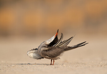 White-cheeked tern preening at Sanad, Bahrain