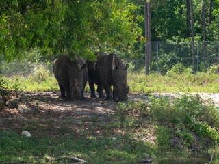 Two rhinos basking in the sun