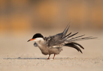 White-cheeked Tern shaking its feathers while preening, Bahrain