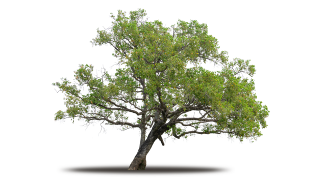 Tree png isolated transparent on white background, Tropical Big Green Tree cut out in high quality, Realistic with shadow environment, Nature element single object image for raw material editing work