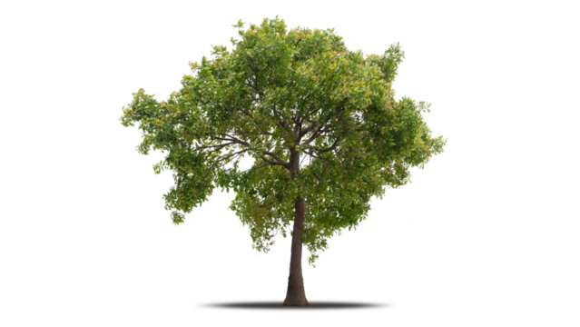 Tree png isolated transparent on white background, Tropical Big Green Tree cut out in high quality, Realistic with shadow environment, Nature element single object image for raw material editing work