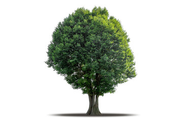 Tree png isolated transparent on white background, Tropical Big Green Tree cut out in high quality, Realistic with shadow environment, Nature element single object image for raw material editing work