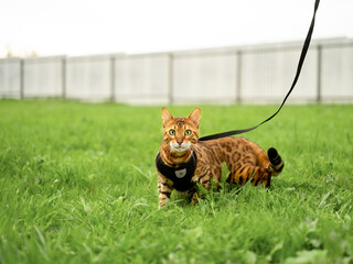 Beautiful bengal cat with green eyes outdoors in grass on a leash, walking,looking at camera.Pet promenade on a harness concept