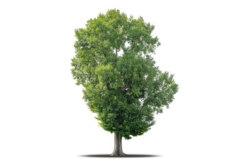 Tree png isolated transparent on white background, Tropical Big Green Tree cut out in high quality, Realistic with shadow environment, Nature element single object image for raw material editing work