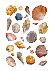 Seashell poster watercolor sea illustration isolated on white background. Wall art decor. Ocean postcard design.