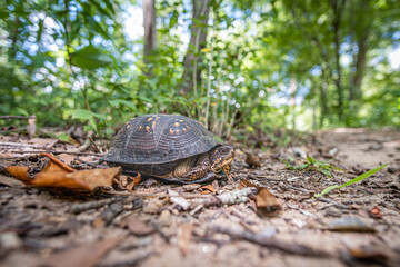 Female Eastern Box Turtle in natural environment