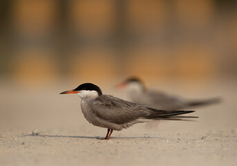 White-cheeked tern perched on the ground, Bahrain