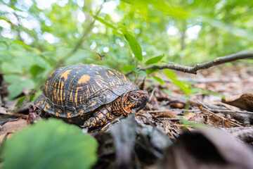 Male Eastern Box Turtle in natural environment