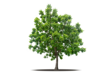 Tree png isolated transparent on white background, Tropical Big Green Tree cut out in high quality, Realistic with shadow environment, Nature element single object image for raw material editing work