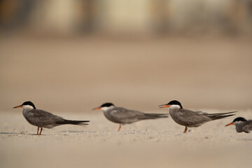 White-cheeked terns perched on the ground, Bahrain