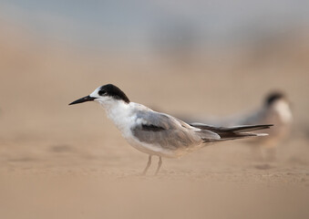 Closeup of a juvenile White-cheeked tern, Bahrain