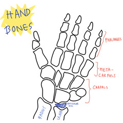 hand drawn illustration Skeleton hand bone drawing education medical 