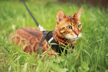 Beautiful adorable purebred bengal cat with green eyes outdoors lying in grass on a leash, walking.Pet promenade on a harness.Close-up shot