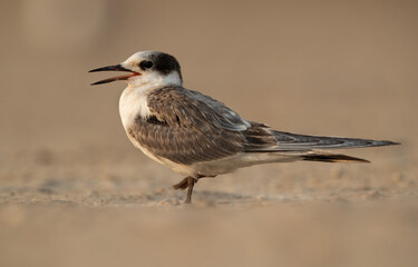 Portrait of a juvenile White-cheeked tern perched on ground, Bahrain