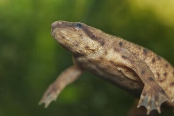 African Dwarf Frog Closeup