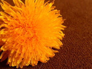 Dandelion macro