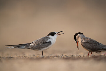 A juvenile White-cheeked tern beegin for food infront of mother, Bahrain