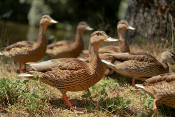 Many beautiful wild gray ducks in forest near lake outdoors