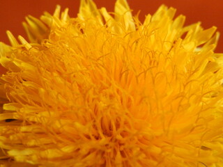 Close up of yellow flower