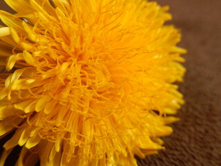 Dandelion up close