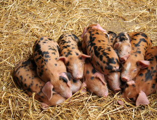 A Farmyard Group of Oxford Sandy and Black Piglets.