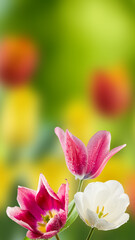 beautiful tulips with water drops on the petals on a blurred green background