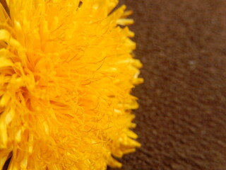 Yellow flower background