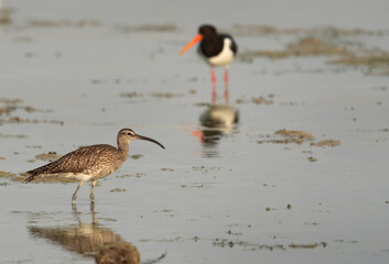 A Whimbrel and a Oystercatcher in the morning hours at Arad coast, Bahrain