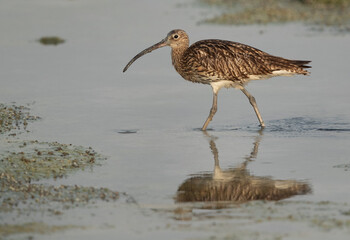 Eurasian curlew feeding at Arad coast, Bahrain