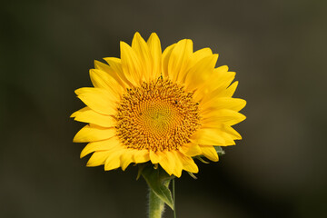 A beautiful sunflower on green .