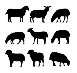 Set of sheep graze in pasture. Picture silhouette. Farm pets. Domestic animals wool. Isolated on white background. Vector
