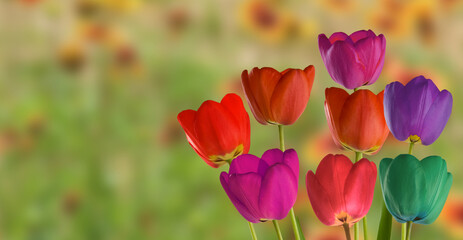 image of beautiful tulips on a blurred background