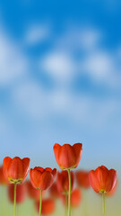 image of beautiful red tulips against a blue sky