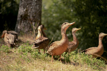 Many beautiful wild gray ducks in sunny summer forest outdoors